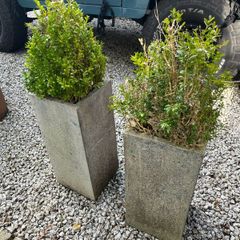Plant pots (including plants)