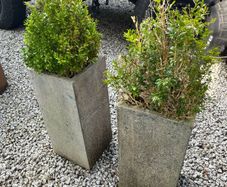 Plant pots (including plants)