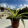 Beautiful spider plants Image 3