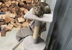 kittens for adoption