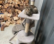 kittens for adoption