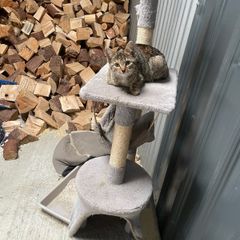 kittens for adoption
