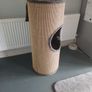 cat Image 4