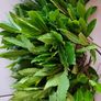 Bay Leaf Fresh Organic Herb Laurel - Whole Culinary Quality Leaf Image 3