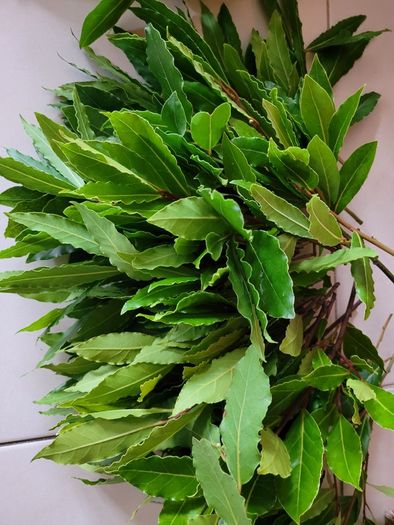 Bay Leaf Fresh Organic Herb Laurel - Whole Culinary Quality Leaf