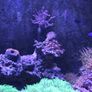 Marine Fish Tank Image 8