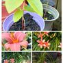 Day lily's. Daylilies, also known as hemerocallis, Image 2
