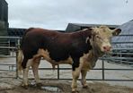 Hereford Bulls