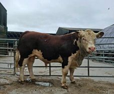 Hereford Bulls