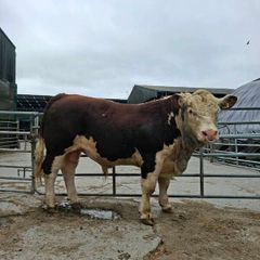 Hereford Bulls