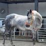 Connemara mare Image 4