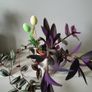 3 Tradescantias in one pot. Trailing house plants. Image 8