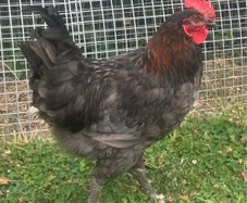 rooster free