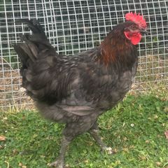 rooster free