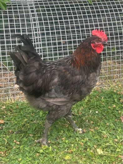 rooster free
