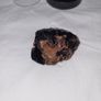 Fluorite black rose uv reactive Image 5
