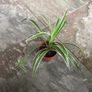 SpiderPlants - multiple sizes available! Image 6