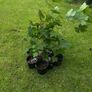 Potted young Sycamore trees Image 10