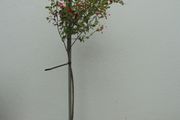 Salvia Hot Lips plant