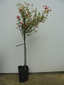 Salvia Hot Lips plant