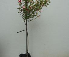 Salvia Hot Lips plant