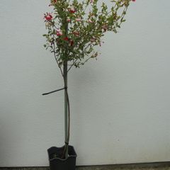 Salvia Hot Lips plant