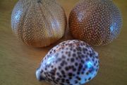Tiger Cowrie Shell and Sea Urchins