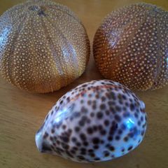 Tiger Cowrie Shell and Sea Urchins