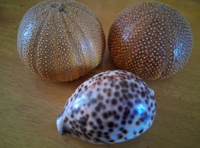 Tiger Cowrie Shell and Sea Urchins
