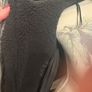 Zara Black Bomber jacket in leather/Shearling Image 5