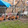 5 laying chickens, coop and run Image 3