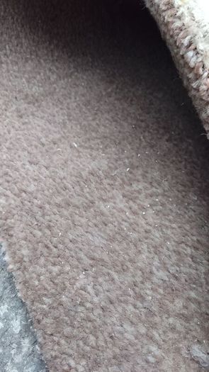 Carpet