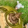 Vintage 6 arm brass chandelier Image 10