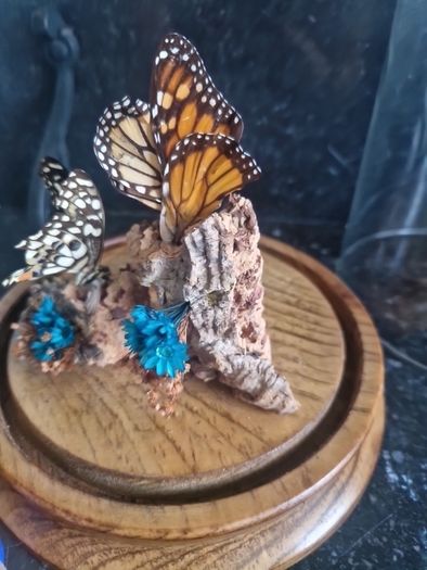 cloche display butterflies