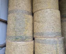 Horse Hay