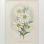 Primula Gipsy Queen & Pyrethrum Uliginosum 1889 Image 2