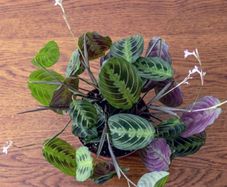 Maranta plant