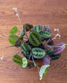 Maranta plant
