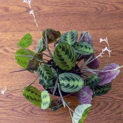 Maranta plant
