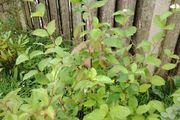 Cornus alba