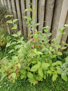 Cornus alba