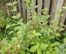 Cornus alba
