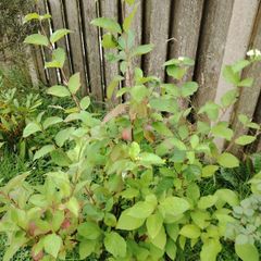 Plant