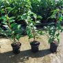 Portuguese Laurel Image 4