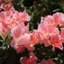 (G) Godetia Orange Glory seeds 0.3g (415595) Image 3