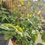 Plant Image 2
