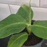 Banana Plant Image 3
