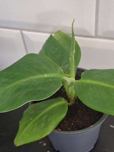 Banana Plant