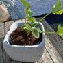 Strawberry Plants Image 6