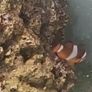 clownfish Image 3